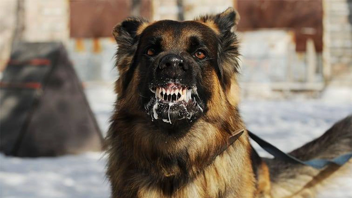 Caz de rabie confirmat în comuna Cozmești. Primarul Mihai Habet: „Un câine poate mușca un copil pe stradă. Haideți să fim responsabili”