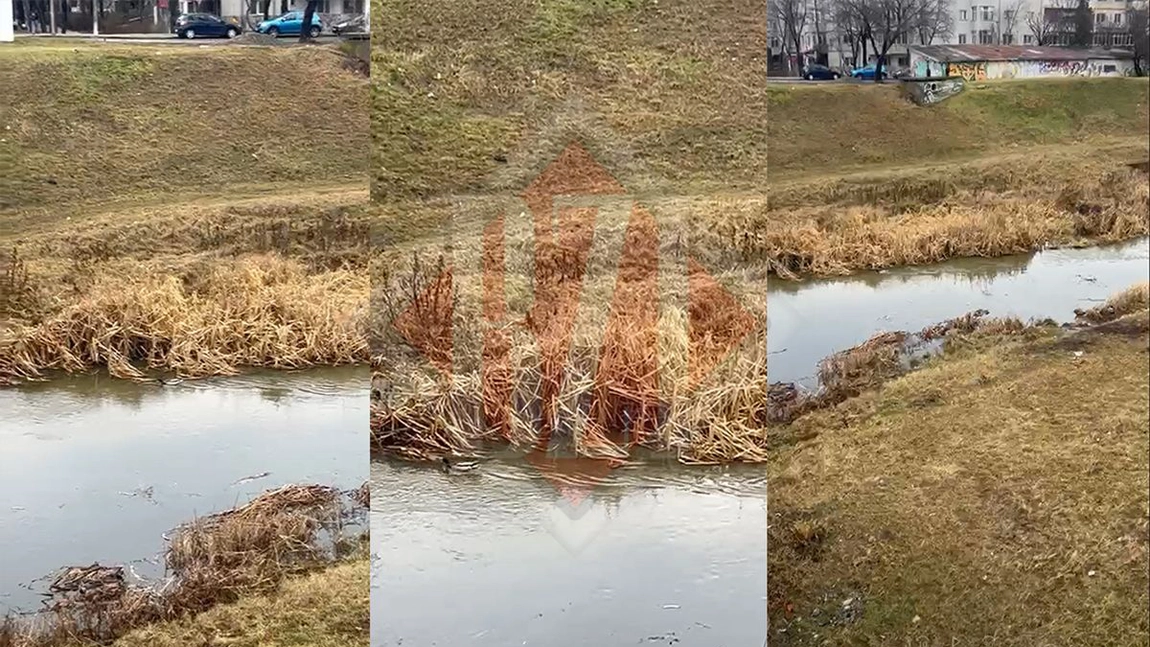 Rățuștele, surprinse din nou înotând pe Bahlui, spre bucuria ieșenilor