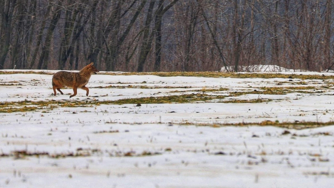 Întâlnire spectaculoasă! Un șacal a fost fotografiat în premieră la Răducăneni