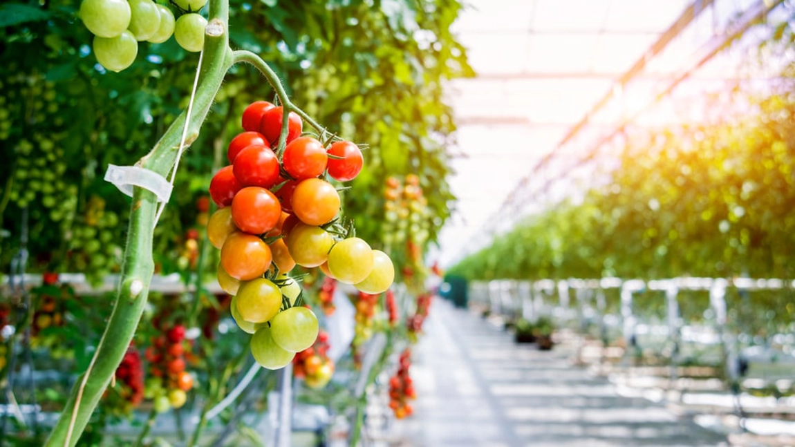 Legumicultorii din Iași vor depune cererile în programul „Tomata” începând cu luna martie 2026. Mihai Ichim: „Acum suntem ocupați cu răsadurile”