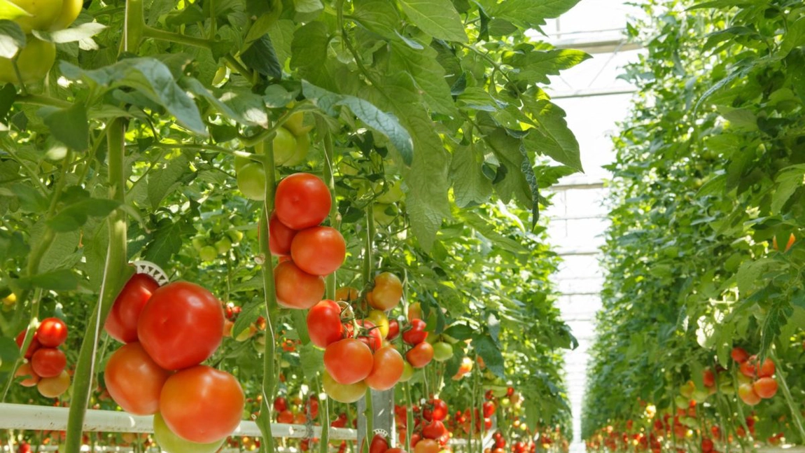 Au început înscrierile în programul „Tomata” 2026. Producătorii din Iași pot obține 1.500 de euro pentru 1.000 de metri pătrați cu legume în sere