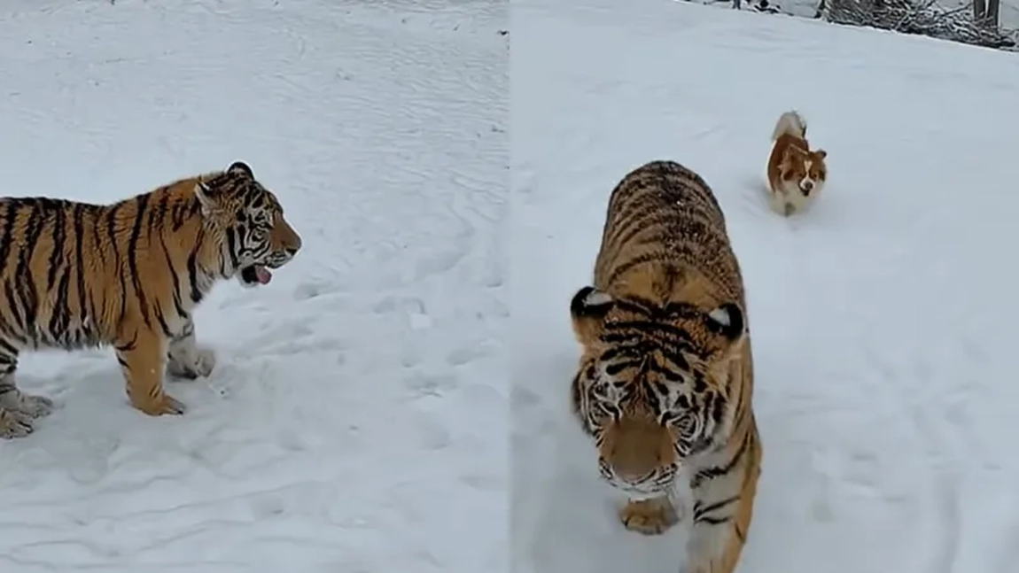 Tigru siberian filmat liber în curtea unui bărbat din Dâmbovița. Poliția a deschis dosar penal