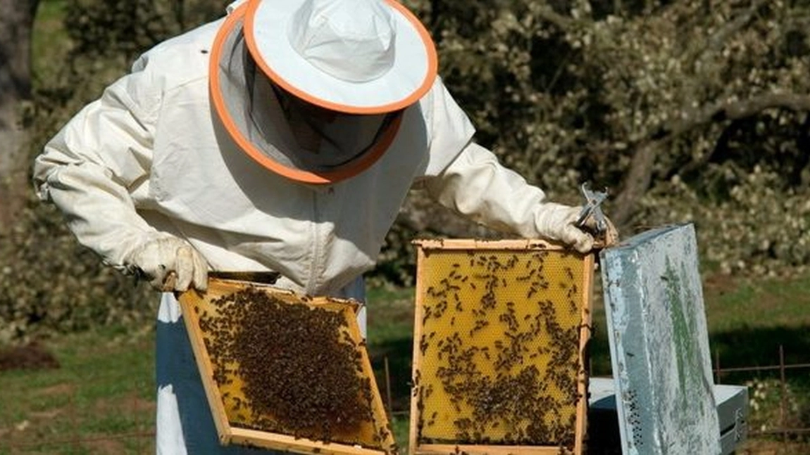Apicultorii din Iași primesc și în 2026 subvențiile de la APIA. Mai multe târguri pentru crescătorii de albine sunt organizate în lunile februarie și martie