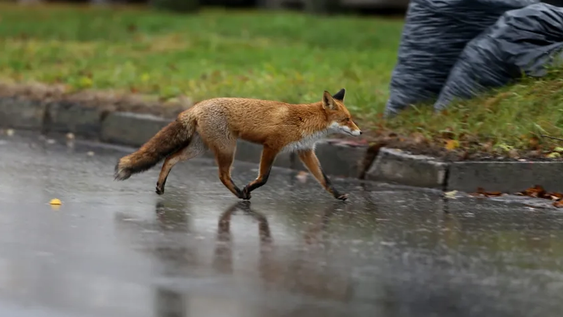 Alertă sanitară în Iași, blocată în birocrație. Primăria și Asociația de Vânătoare „Zimbru” pasează vina dintr-o parte în alta