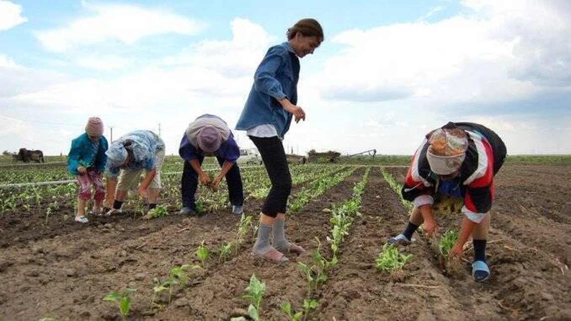 Fermierii din Iași sunt obligați să angajeze zilierii. Altfel, riscă excluderea de la plata subvențiilor în 2026