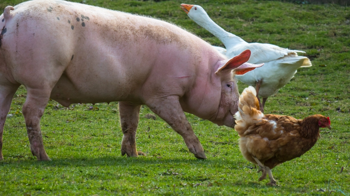 Guvernul prelungește termenul de finalizare a investițiilor în zootehnie. Sprijin suplimentar pentru sectoarele suin și avicol