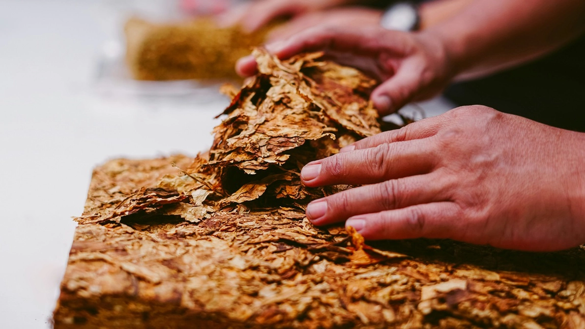 Efectele tutunului: mituri și adevăruri (P)