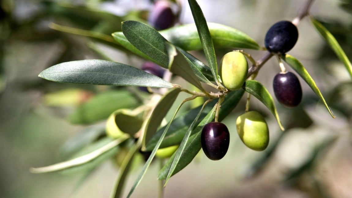 Ce proprietăți are un extract din frunze de măslin? Dr. Daniel Gonzalez explică cum se folosește și ce beneficii are!