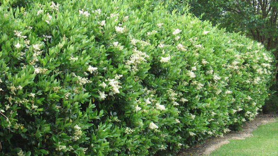 Planta de lemn câinesc. Iată ce proprietăți are arbustul decorativ