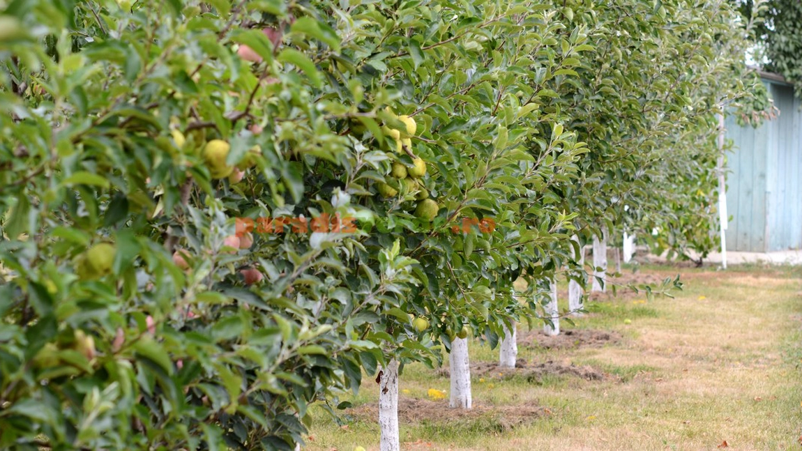 Pomicultorii din Iași, afectați de înghețul târziu de primăvară, au cerut 100.000 de euro, bani de la APIA. Sumele intră în conturi în luna aprilie 2026