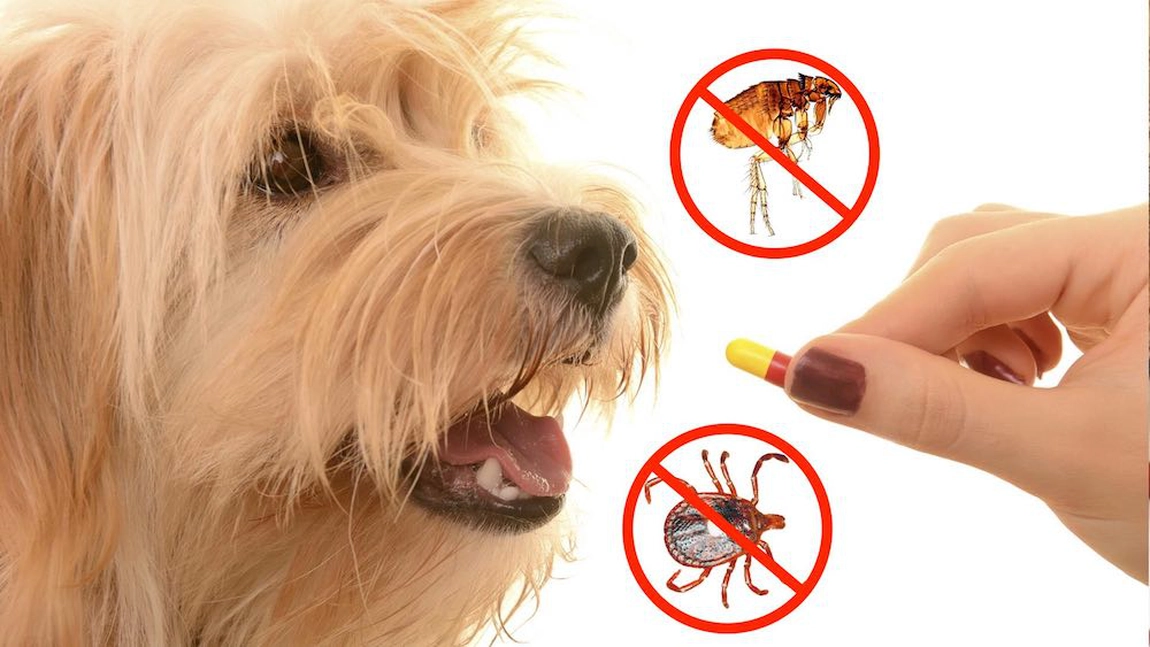 Cât de importantă este pastila de deparazitare internă și externă pentru câini? Iată de ce trebuie administrată periodic!