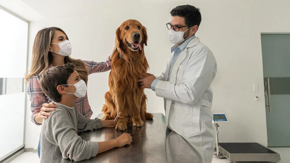 Italia permite concediu plătit pentru îngrijirea animalelor de companie bolnave: decizie cu impact major pentru angajați