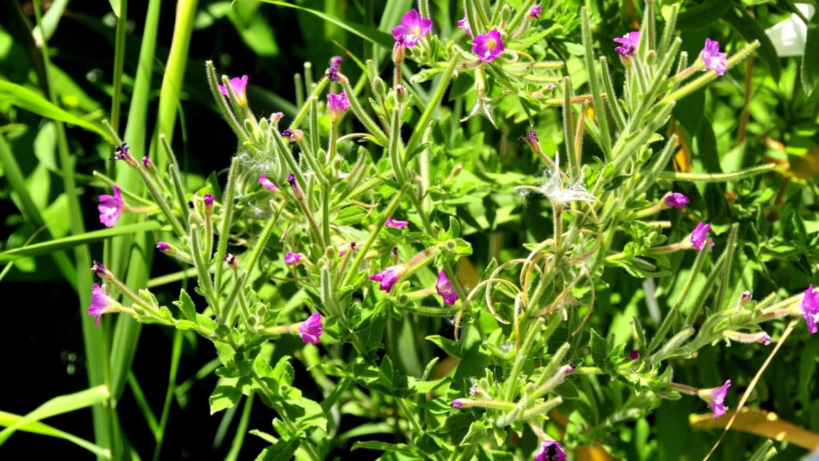 Pufulița cu flori mici – O plantă cu efecte uluitoare asupra sănătății!