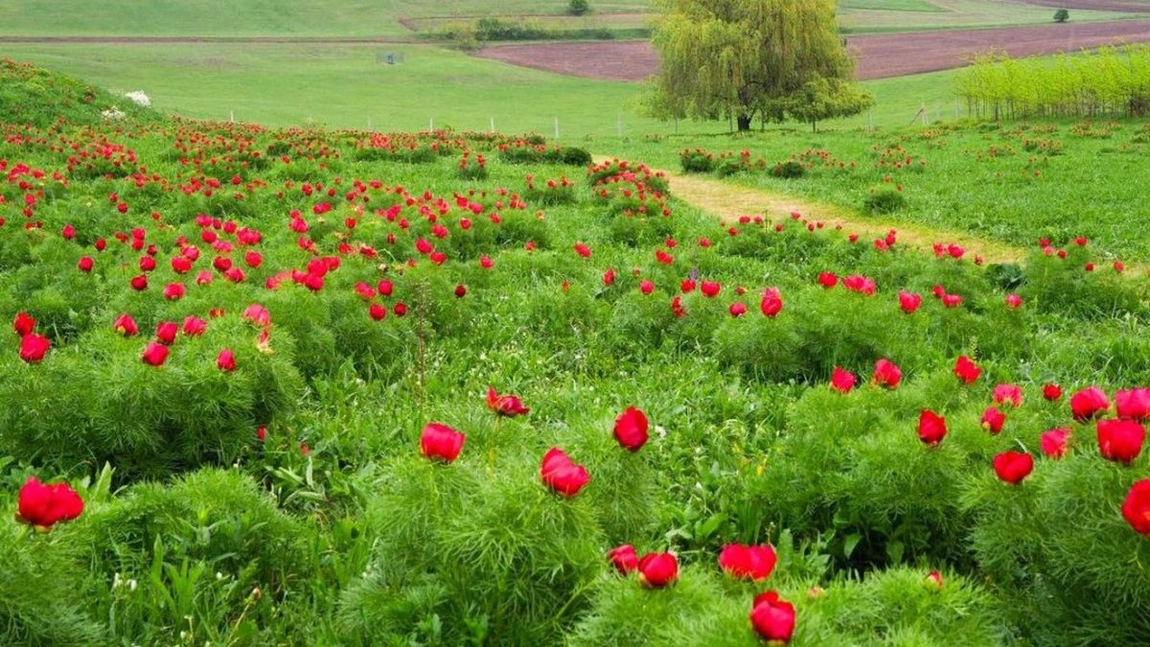 Spectacol rar în România! Bujorii de stepă unici în Europa încep să înflorească