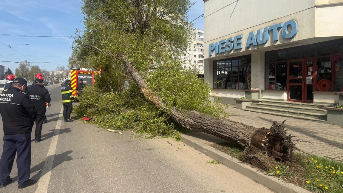 Un arbore căzut pe carosabil, degajat de pompierii ieșeni
