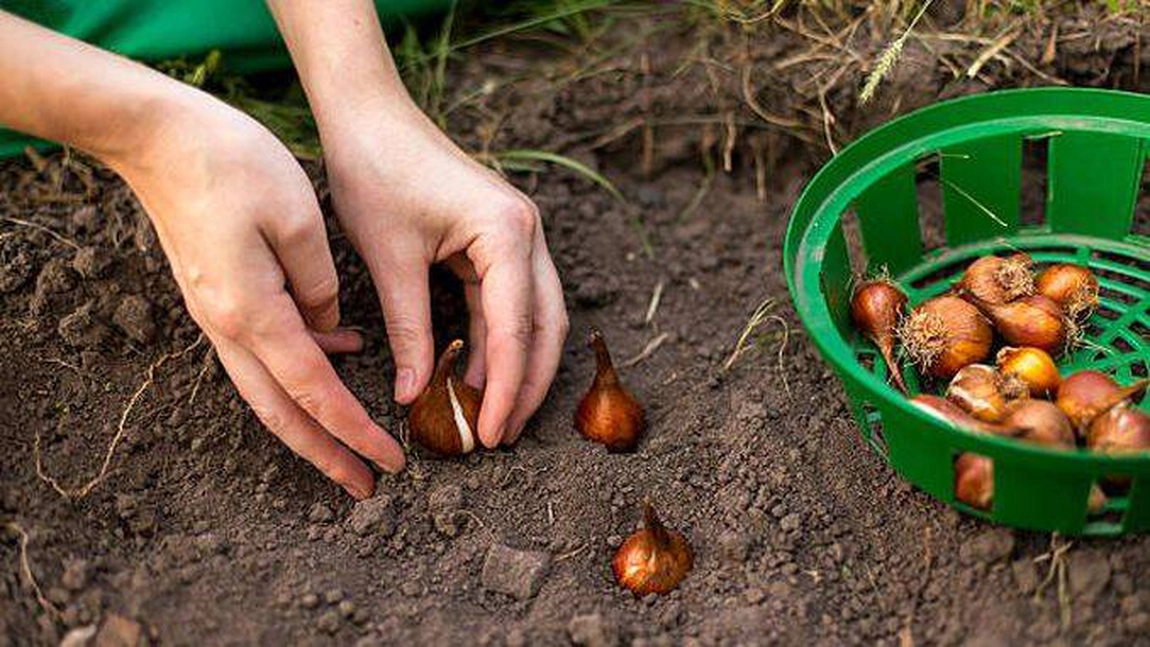 Cum să plantezi corect bulbii de flori! Iată tot ce trebuie să cunoști!
