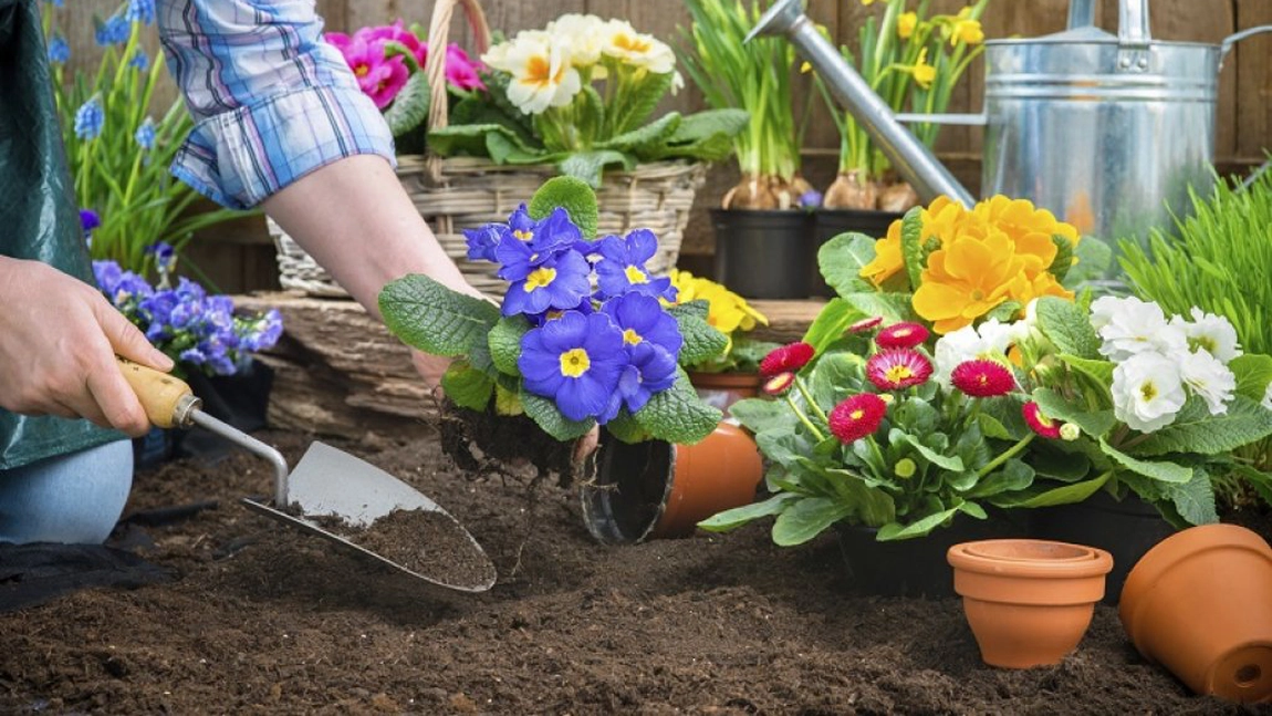 Flori de primăvară de grădină, ce să plantezi și când? Iată cum trebuie pregătit solul înainte!