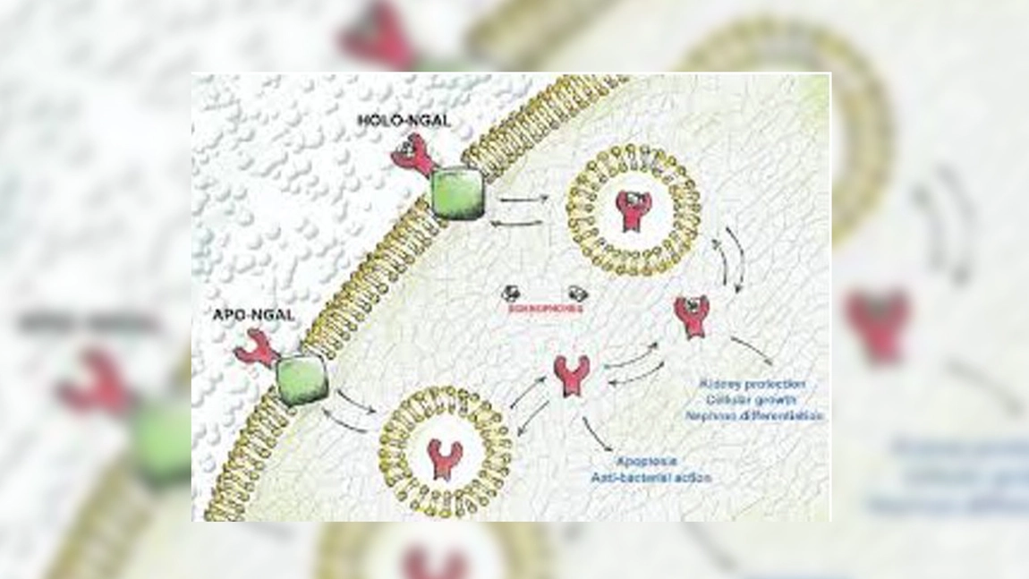 Laboratoarele Praxis - Lipocalina asociată cu gelatinaza neutrofilă (NGAL)