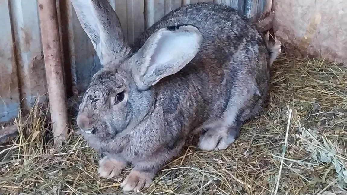 Rasa de iepuri Uriaș German. Iată tot ce trebuie să știi despre creșterea lor!