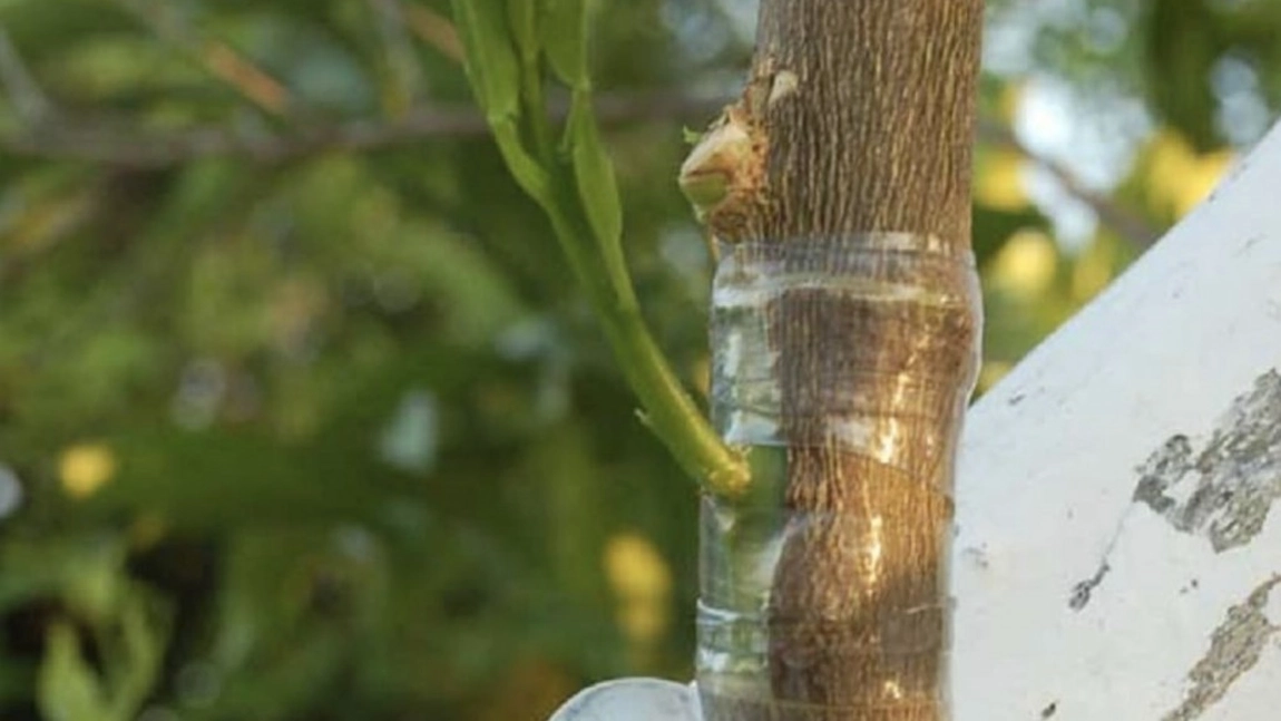 Cum se face corect orientarea altoiului la plantarea pomilor fructiferi? Iată tot ce trebuie să știi despre această tehnică