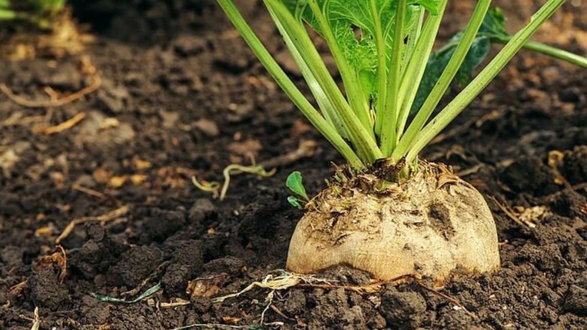 Se dau 1.200 de euro la hectar pentru ieșenii care au terenuri agricole și cultivă o anumită plantă. Sumele plătite au crescut față de anul trecut