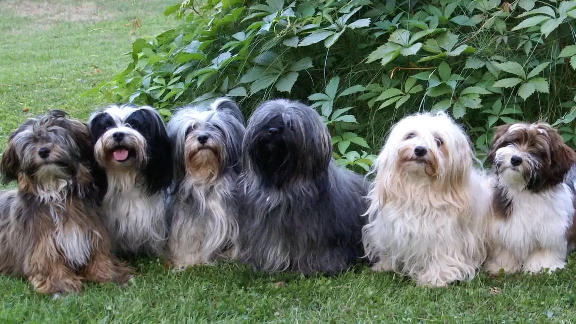 Bichon Havanez negru: Ghid complet despre această rasă adorabilă și elegantă