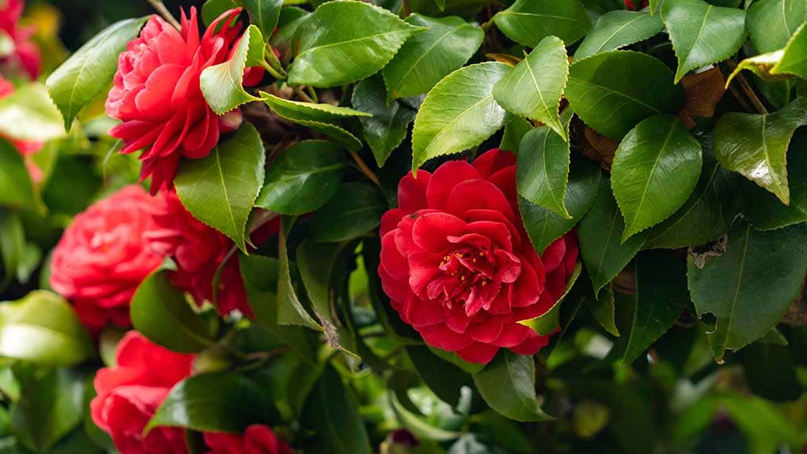 Ghid complet de îngrijire pentru Camellia Japonica – Iată câteva sfaturi pentru o înflorire spectaculoasă!