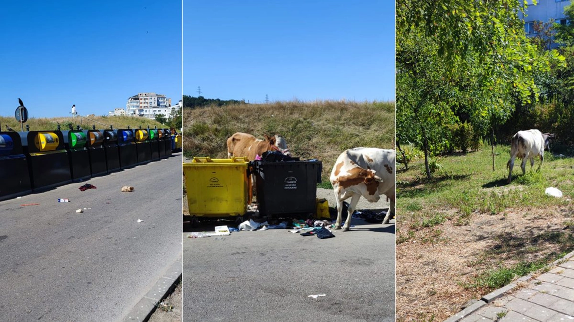 Dacă la Brașov urșii sunt o problemă, în Iași, vacile mănâncă din tomberoane! Localnicii din cartierul Dacia sunt disperați din cauza unei turme: „Avem pretenții de oraș european”