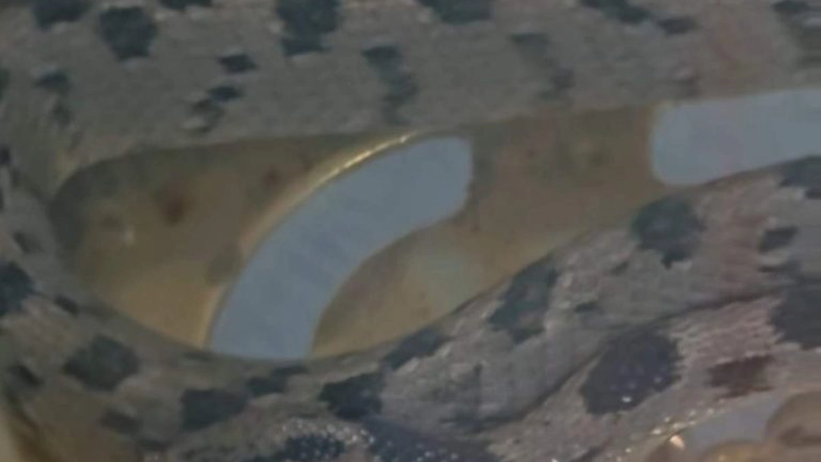 Un șarpe a fost filmat la Icoana Maicii Domnului din Kefalonia. Ce semnifică acest lucru