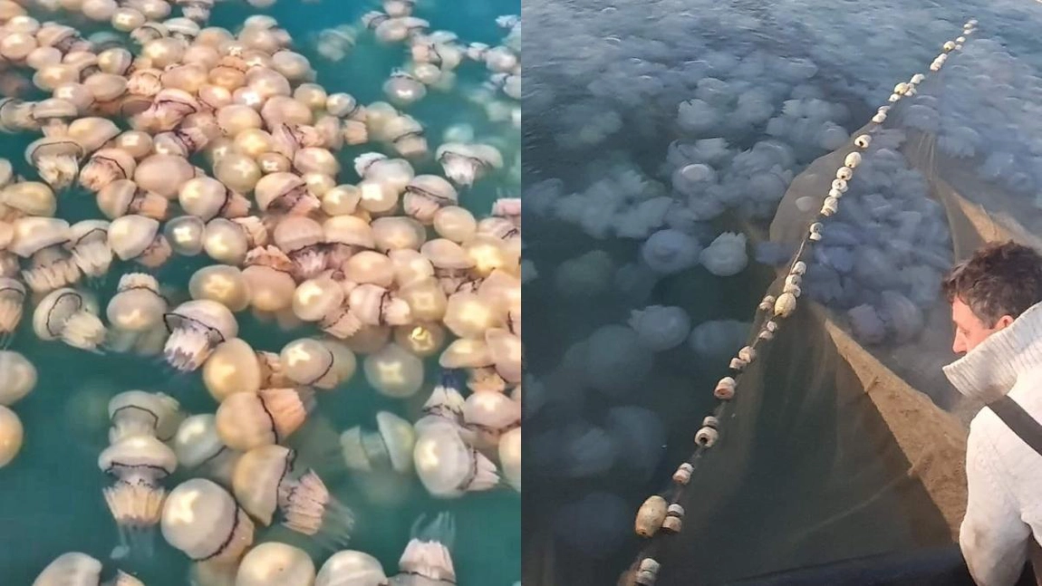 Invazie de meduze uriașe în Marea Neagră! Turiștii au fost luați prin surprindere la final de vară