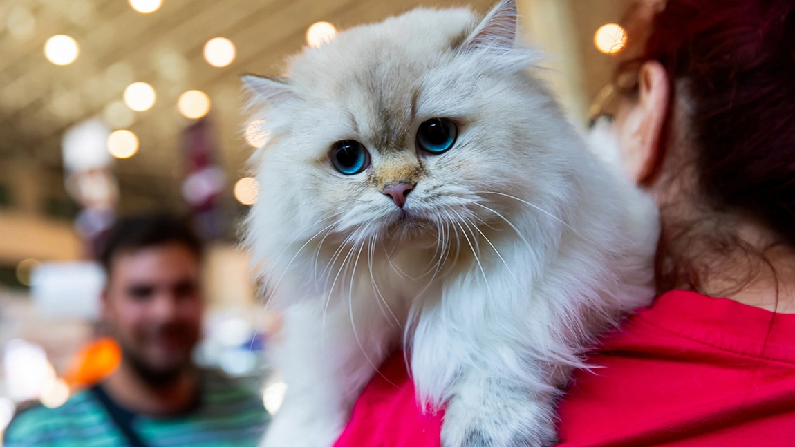 Zeci de feline, festivalul lavandei și atmosferă de Halloween, weekendul acesta, la Palas