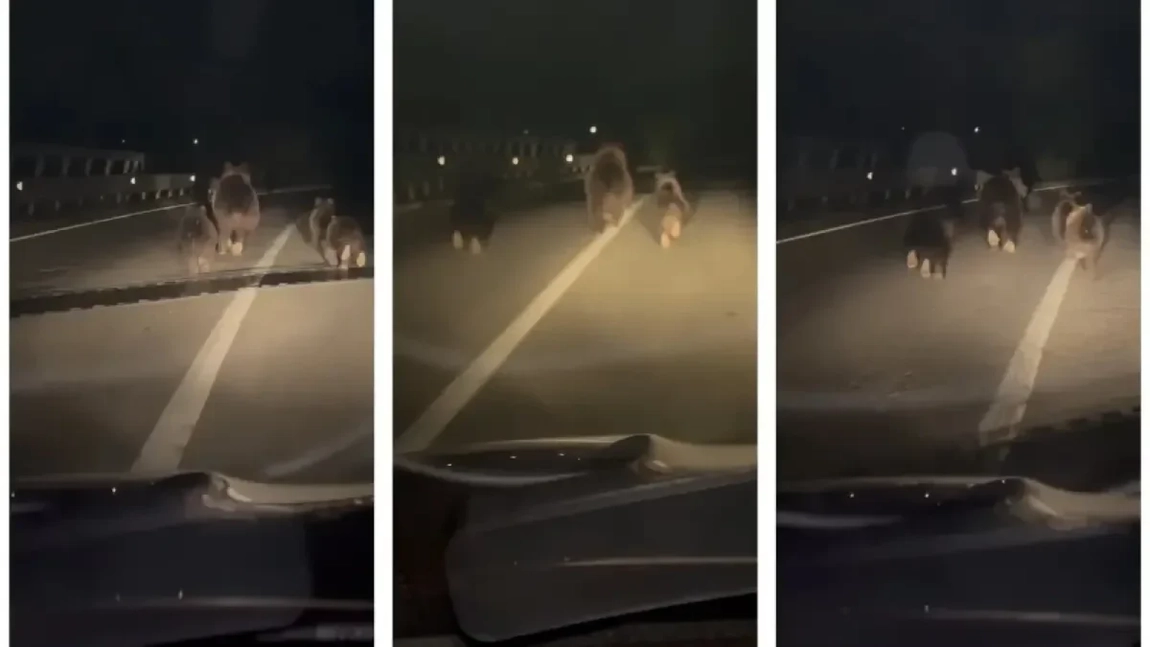 O ursoaică și trei pui, surprinși pe o șosea din Alba. Animalele au alergat prin fața unei mașini