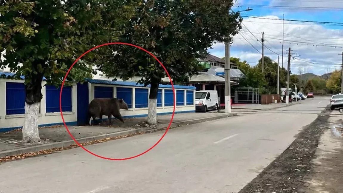 Gafă de proporții! Ursul cu 5 picioare, căutat de jandarmii din Câmpina! Mesaj RO-Alert pentru o poză generată cu AI!