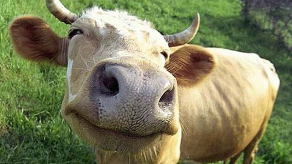 Povestea vacii - sotul ideal!