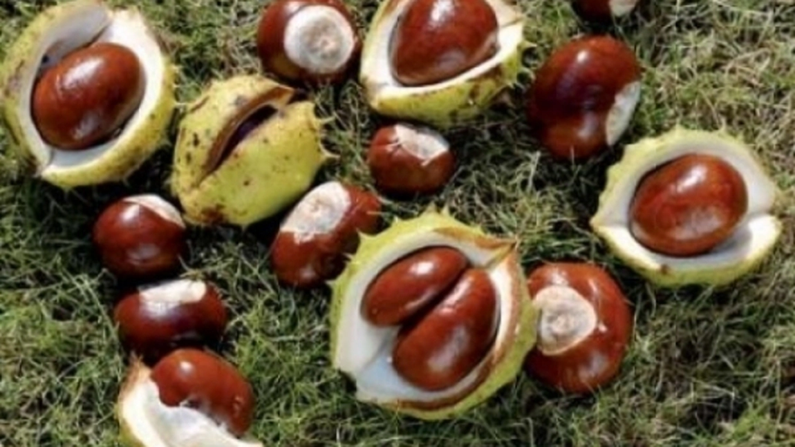 Castanele salbatice, REMEDIUL MIRACOL pentru zeci de afectiuni