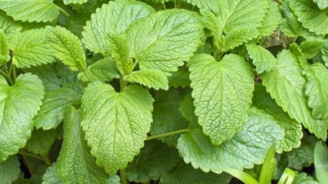 9 indicatii terapeutice ale melisei