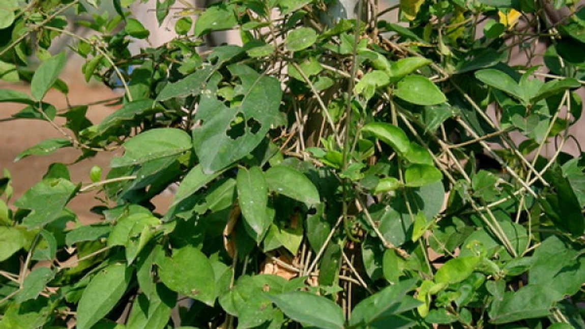 Gymnema sylvestre, singura planta care poate vindeca diabetul si dependenta de dulce