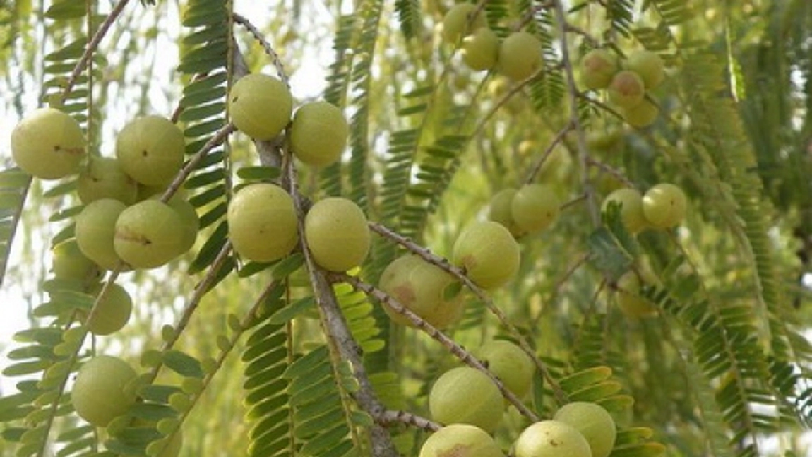 10 beneficii ale fructelor amla