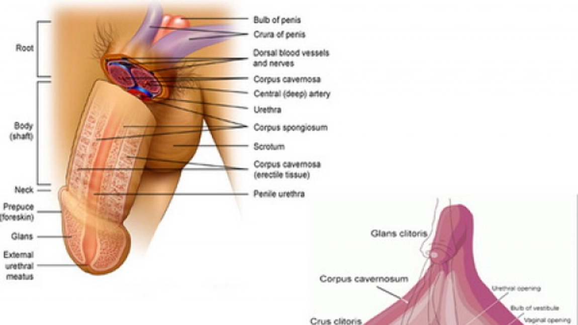 Asemanari intre clitoris si penis