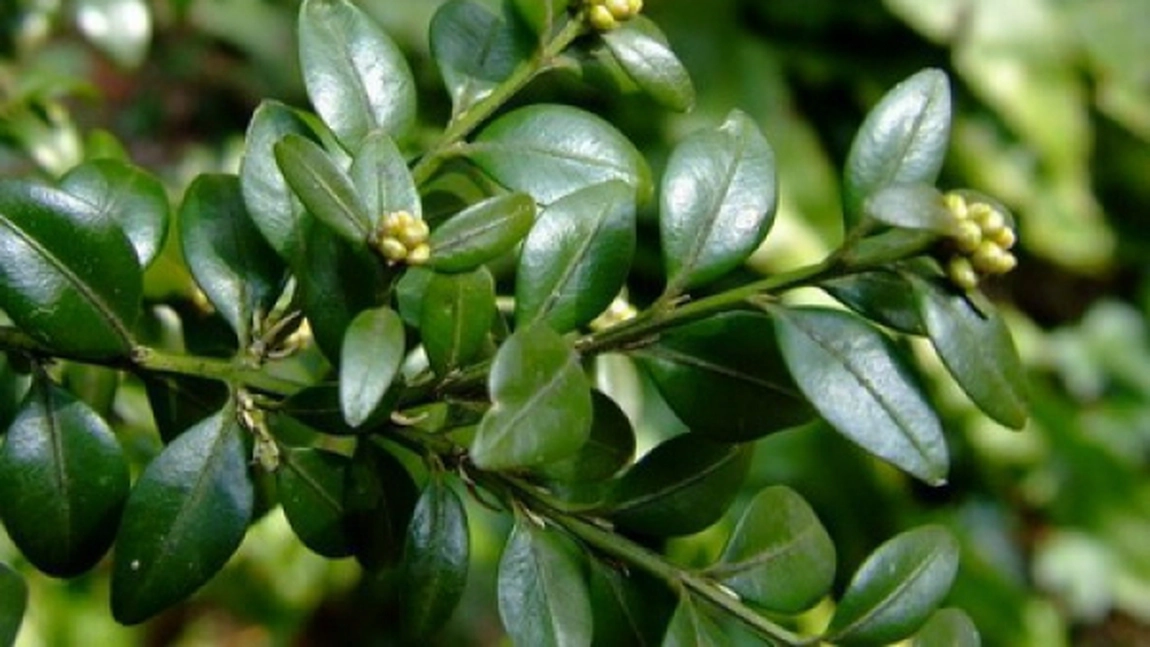 Cimisirul, planta care stopeaza cancerul