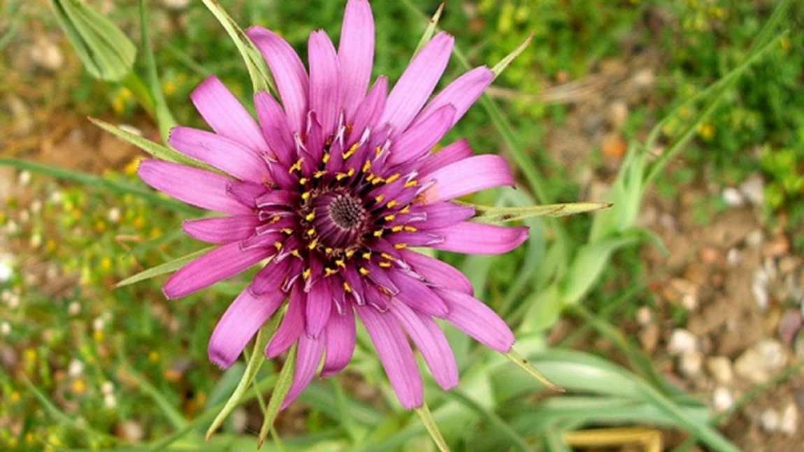 Barba caprei, stridia vegetala. O planta benefica mai ales bolnavilor de inima si diabet