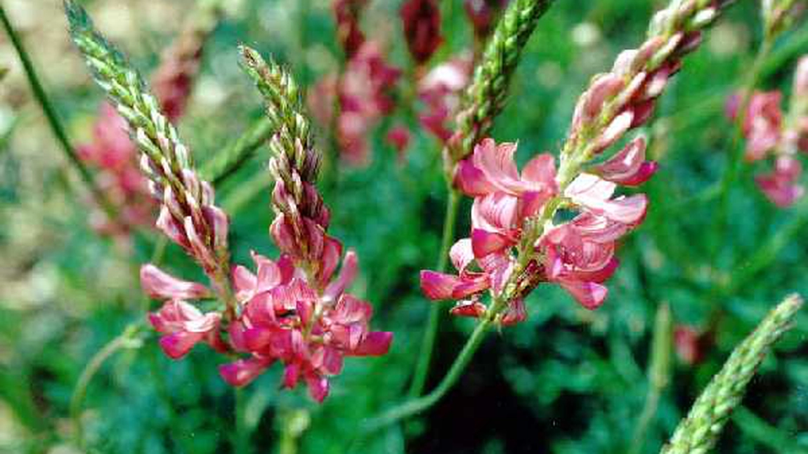 3 plante vindecatoare ale dacilor 	