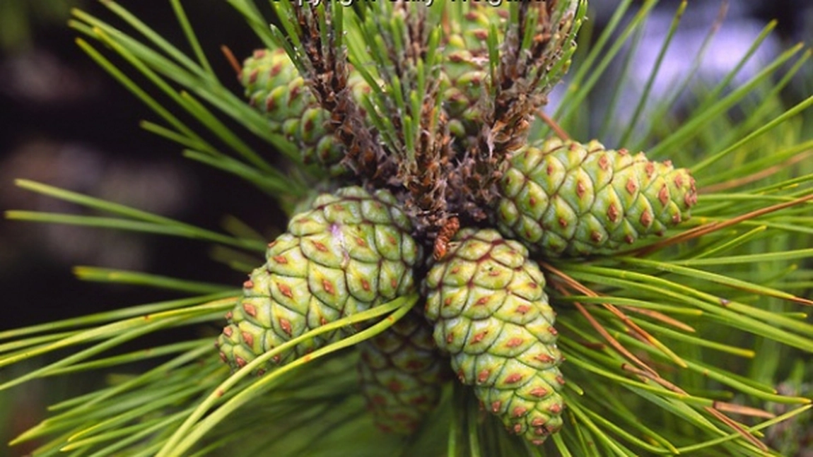 Cura cu tinctura de conuri de pin. Cum se tine si ce afectiuni pot fi tratate