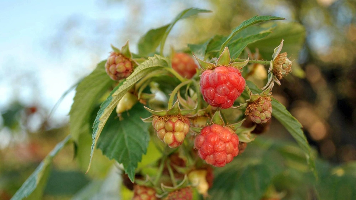 Extractul de mladite de zmeur, medicament curat pentru femei