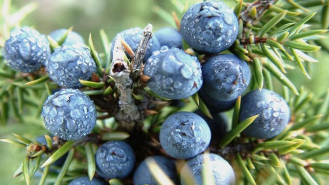 5 plante care au efect depurativ. Te ajuta daca suferi de retentie de apa, obezitate, hipertensiune, guta si boli renale