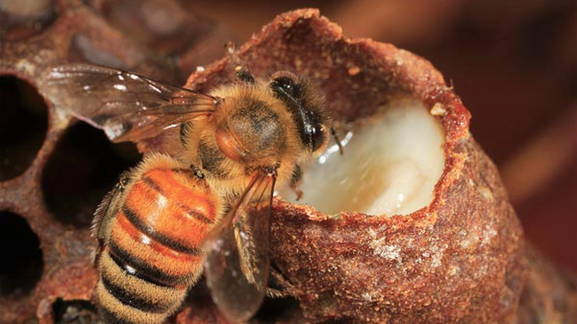 Cum se consuma corect laptisorul de matca. 7 reguli pentru o mai buna absorbtie a acestui medicament natural