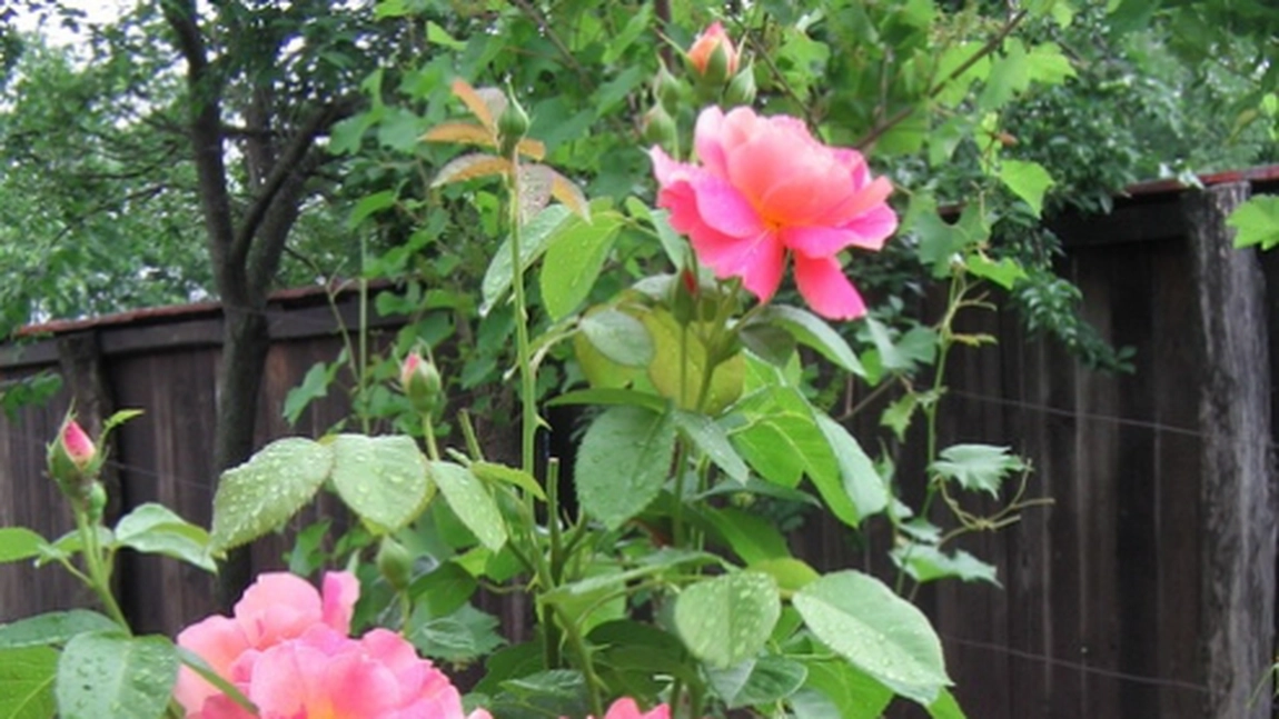 Trandafirul. Proprietati terapeutice si 20 de moduri de utilizare