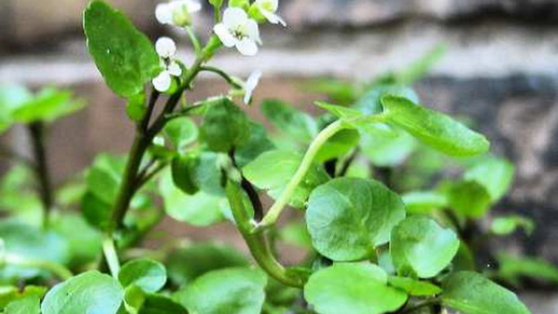 Nasturelul, planta medicinala care nu trebuie sa lipseasca din cura de primavara