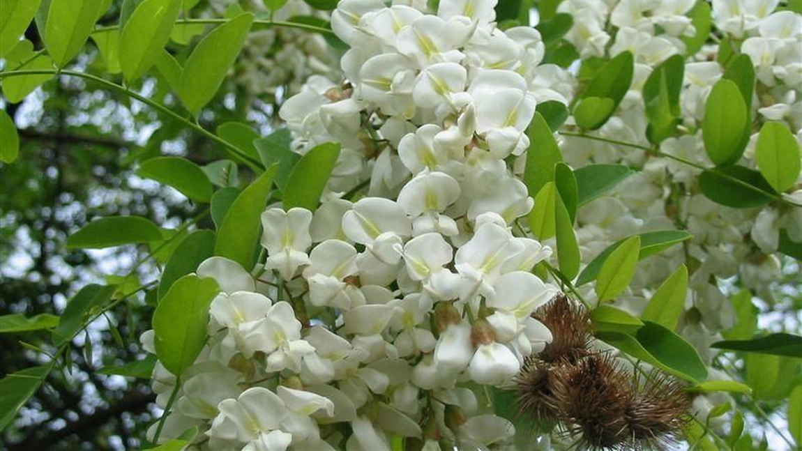 Florile, scoarta si frunzele de salcam, remediul minune pentru mai multe afectiuni 
