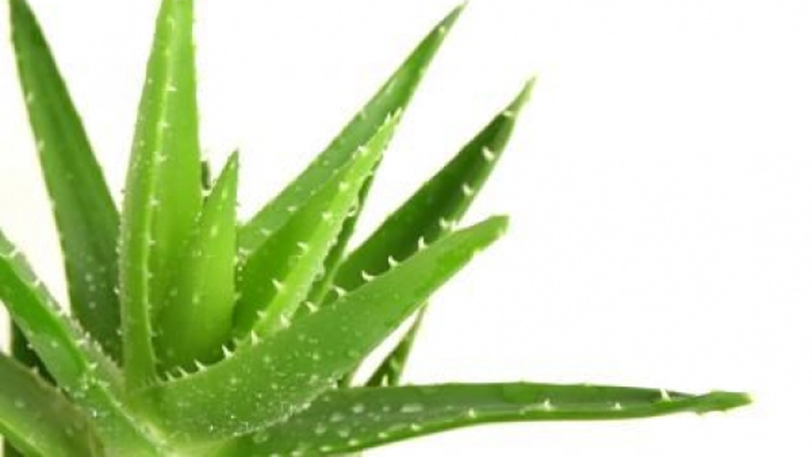 ALOE VERA, foarte buna pentru persoanele cu reumatism